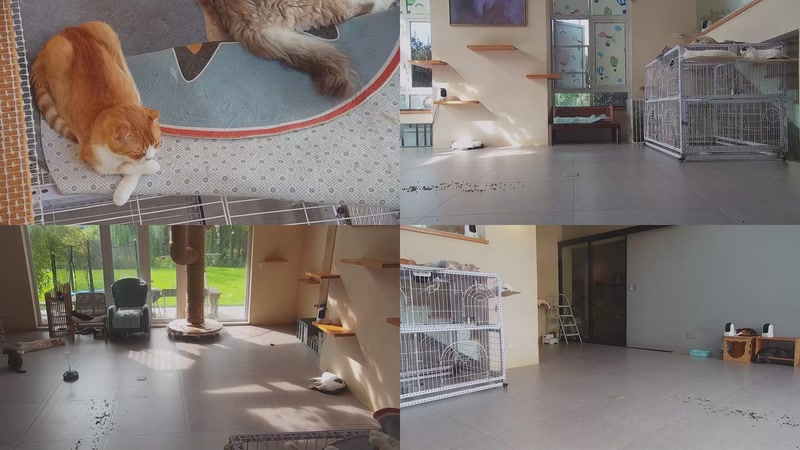 【2025-10-02 08点场】喵放送：喵放送☀️喵呜~