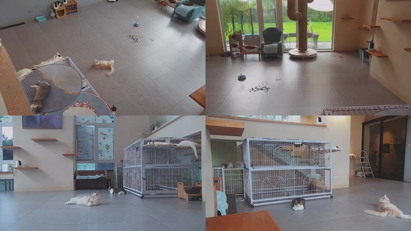 【2025-10-03 06点场】喵放送：喵放送☀️喵呜~