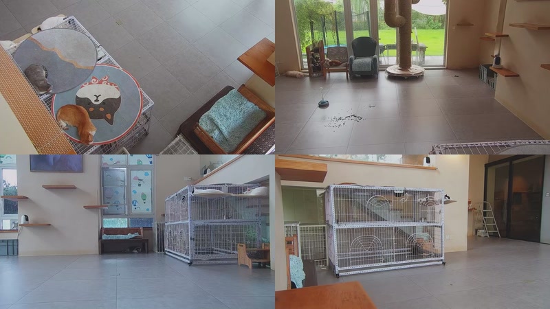 【2025-10-03 08点场】喵放送：喵放送☀️喵呜~