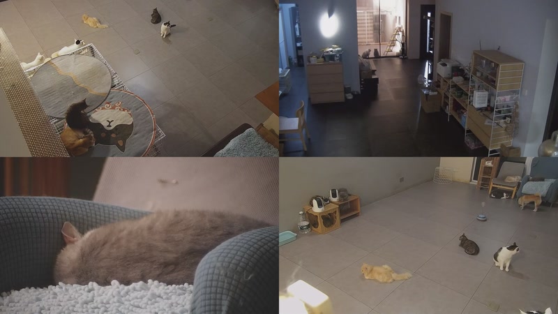 【2025-10-03 18点场】喵放送：喵放送☀️喵呜~