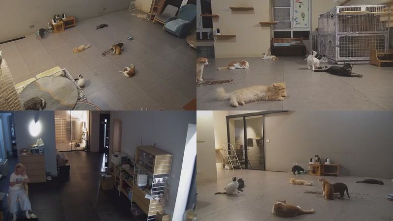 【2025-10-03 20点场】喵放送：喵放送☀️喵呜~