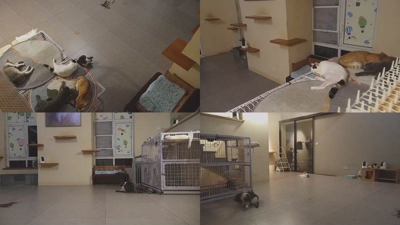 【2025-10-03 00点场】喵放送：喵放送☀️喵呜~