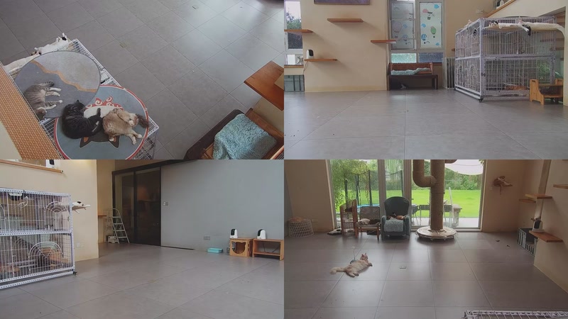 【2025-10-04 08点场】喵放送：喵放送☀️喵呜~