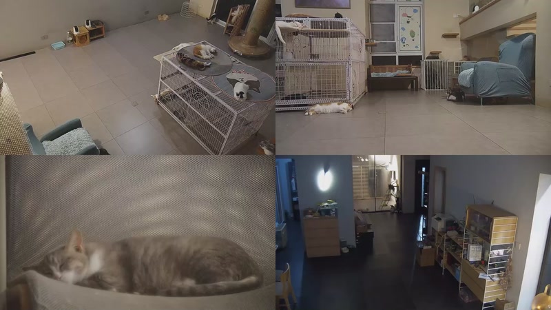 【2025-10-04 18点场】喵放送：喵放送☀️喵呜~