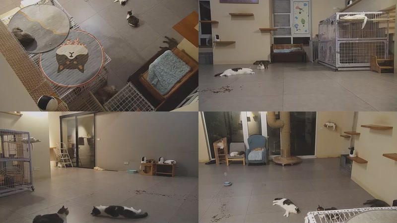 【2025-10-04 00点场】喵放送：喵放送☀️喵呜~