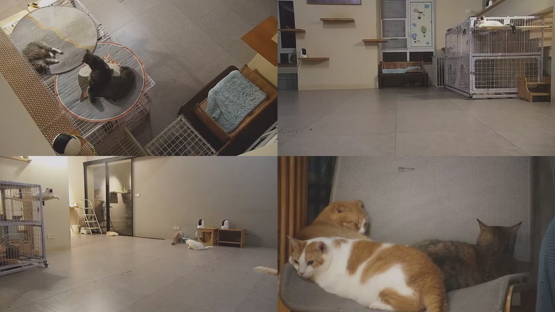 【2025-10-04 04点场】喵放送：喵放送☀️喵呜~