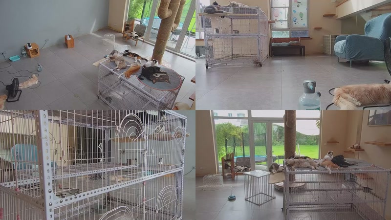 【2025-10-04 12点场】喵放送：喵放送☀️喵呜~