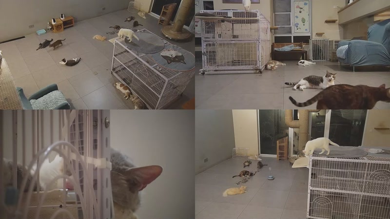 【2025-10-04 20点场】喵放送：喵放送☀️喵呜~