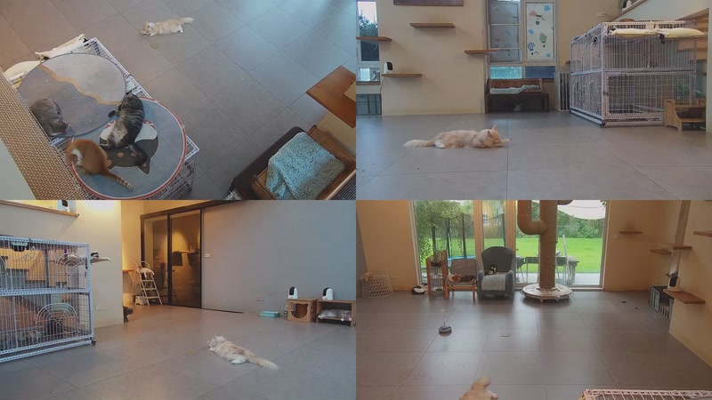 【2025-10-04 06点场】喵放送：喵放送☀️喵呜~