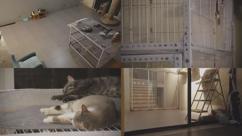 【2025-10-05 04点场】喵放送：喵放送☀️喵呜~