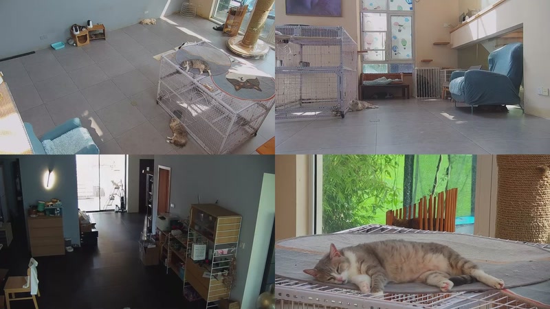 【2025-10-05 12点场】喵放送：喵放送☀️喵呜~