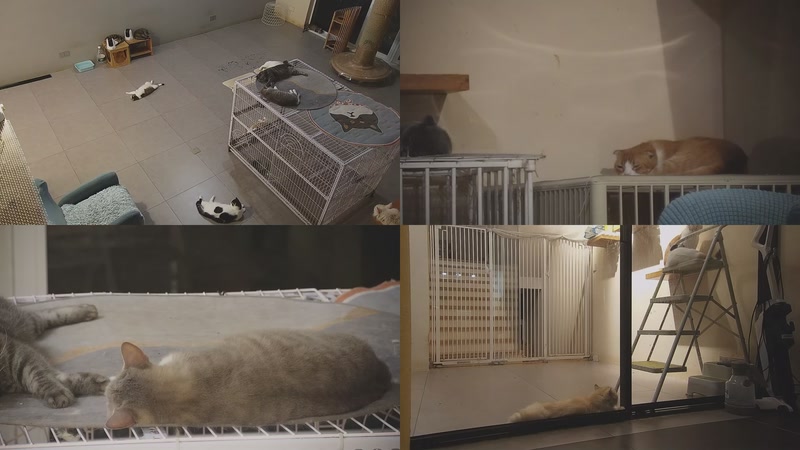 【2025-10-05 00点场】喵放送：喵放送☀️喵呜~