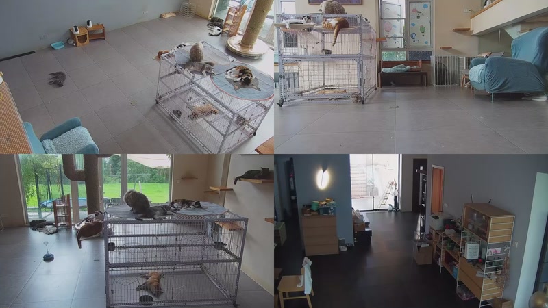 【2025-10-05 08点场】喵放送：喵放送☀️喵呜~