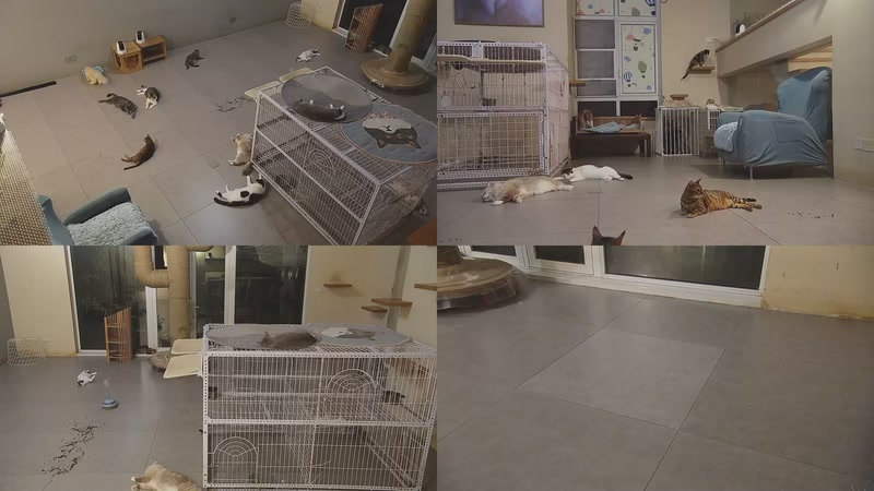 【2025-10-05 20点场】喵放送：喵放送☀️喵呜~