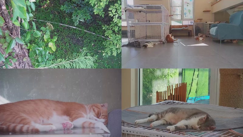 【2025-10-05 14点场】喵放送：喵放送☀️喵呜~