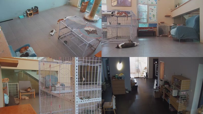 【2025-10-05 16点场】喵放送：喵放送☀️喵呜~