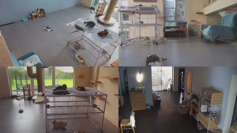 【2025-10-05 06点场】喵放送：喵放送☀️喵呜~