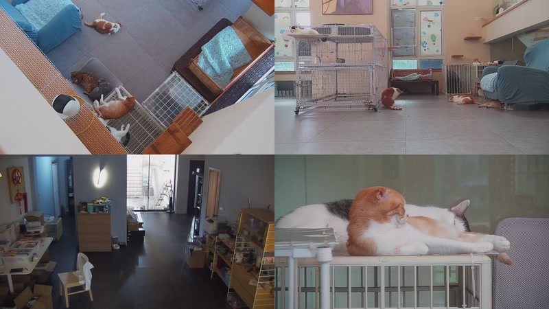 【2025-10-06 16点场】喵放送：喵放送☀️喵呜~