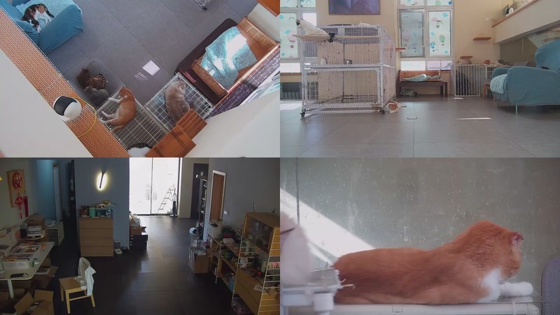 【2025-10-06 14点场】喵放送：喵放送☀️喵呜~