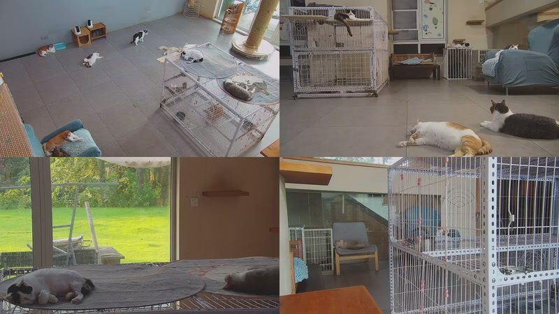 【2025-10-06 06点场】喵放送：喵放送☀️喵呜~