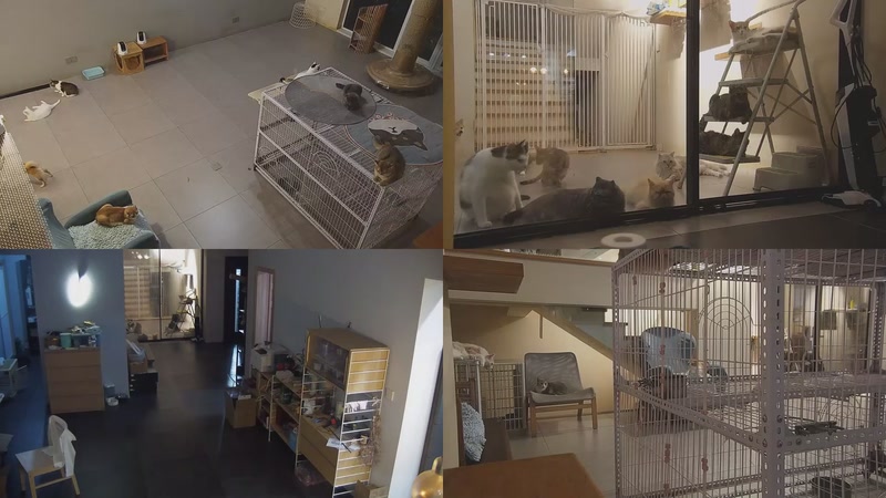 【2025-10-06 18点场】喵放送：喵放送☀️喵呜~