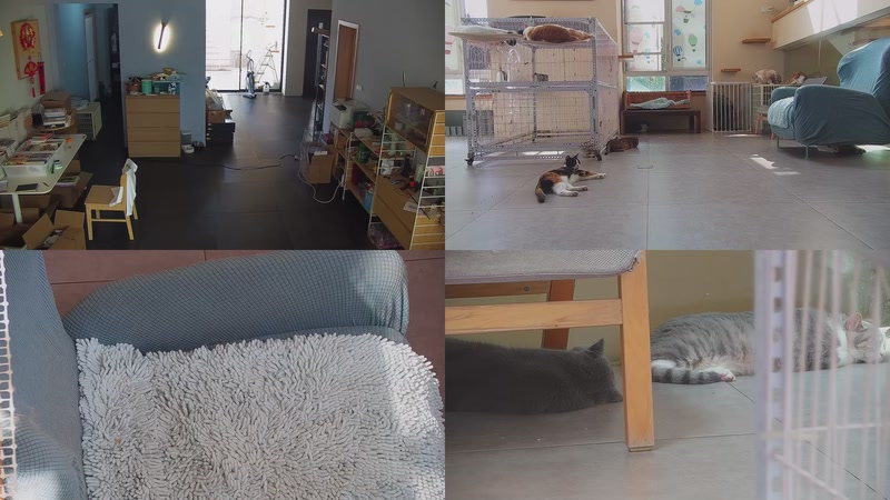 【2025-10-06 12点场】喵放送：喵放送☀️喵呜~