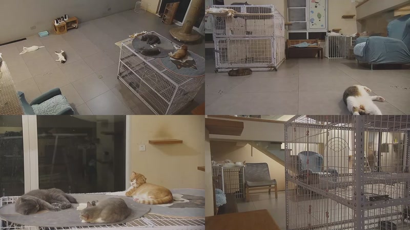 【2025-10-06 00点场】喵放送：喵放送☀️喵呜~