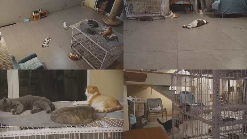 【2025-10-05 22点场】喵放送：喵放送☀️喵呜~