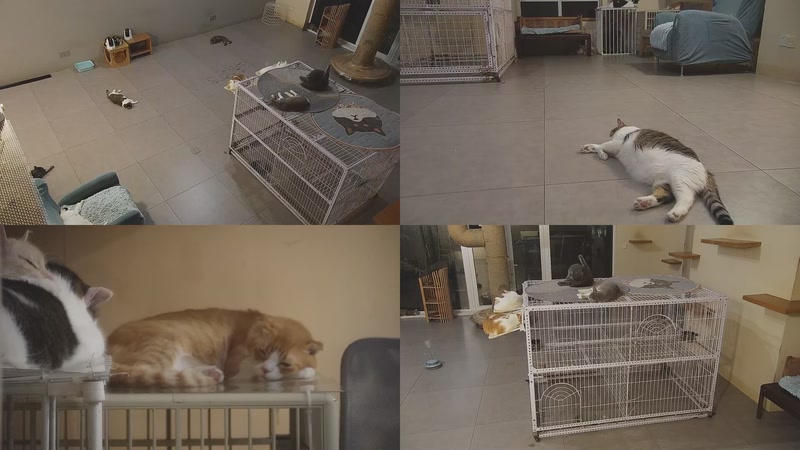 【2025-10-06 22点场】喵放送：喵放送☀️喵呜~