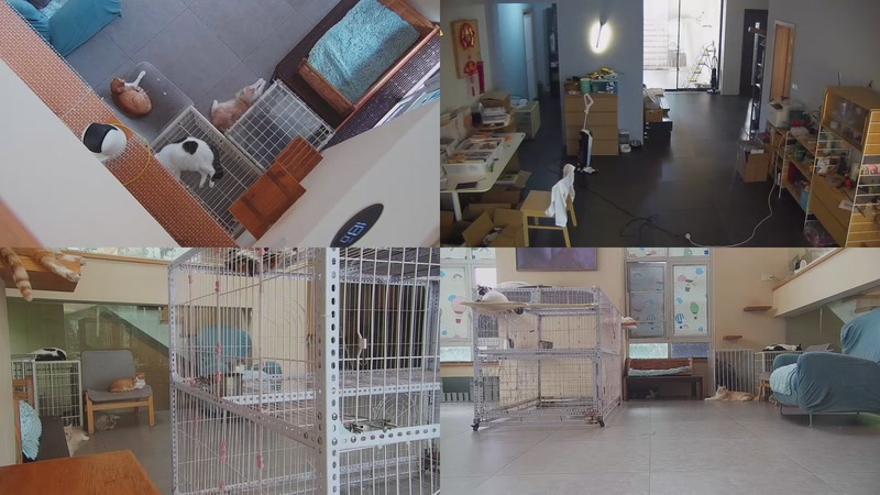 【2025-10-07 12点场】喵放送：喵放送☀️喵呜~