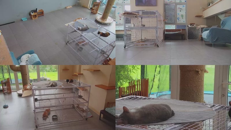 【2025-10-07 08点场】喵放送：喵放送☀️喵呜~