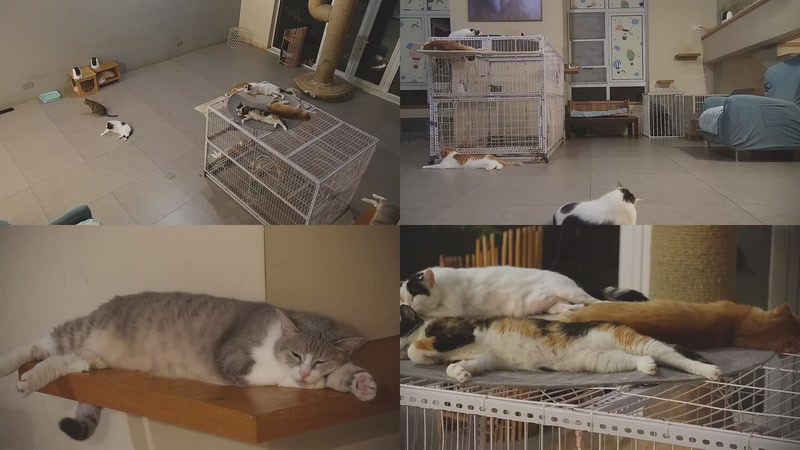 【2025-10-07 04点场】喵放送：喵放送☀️喵呜~