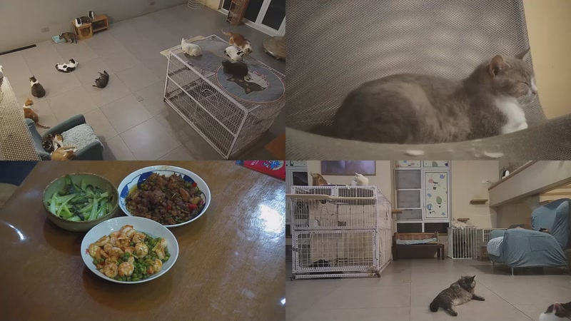 【2025-10-07 18点场】喵放送：喵放送☀️喵呜~