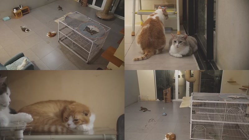 【2025-10-07 22点场】喵放送：喵放送☀️喵呜~