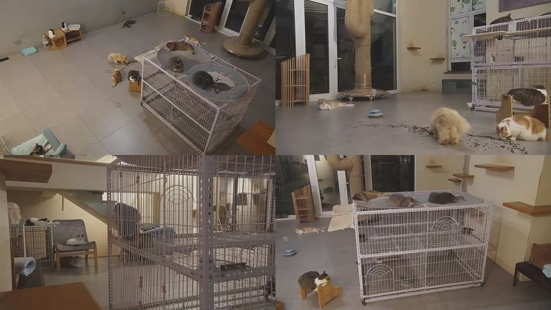 【2025-10-08 20点场】喵放送：喵放送☀️喵呜~