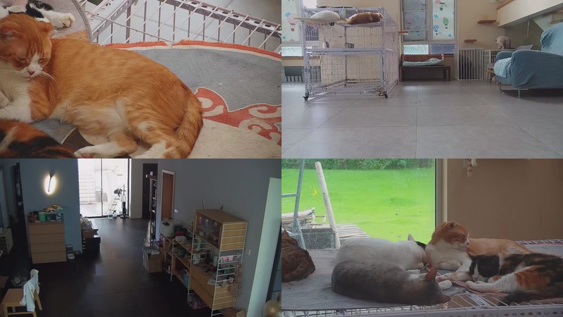 【2025-10-08 12点场】喵放送：喵放送☀️喵呜~