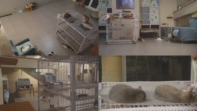 【2025-10-08 02点场】喵放送：喵放送☀️喵呜~