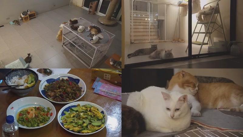 【2025-10-08 18点场】喵放送：喵放送☀️喵呜~