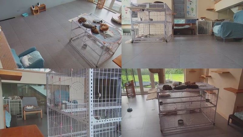 【2025-10-08 06点场】喵放送：喵放送☀️喵呜~