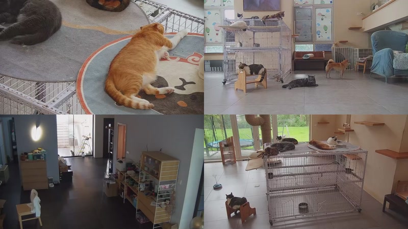 【2025-10-08 14点场】喵放送：喵放送☀️喵呜~