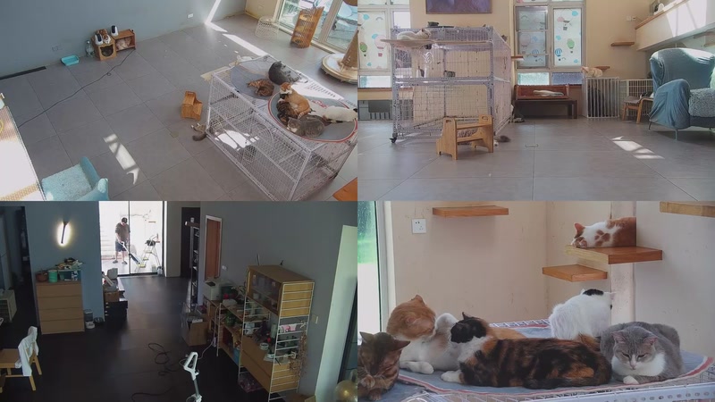 【2025-10-09 12点场】喵放送：喵放送☀️喵呜~