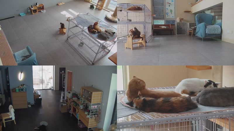 【2025-10-09 10点场】喵放送：喵放送☀️喵呜~