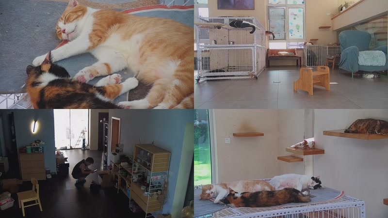 【2025-10-09 14点场】喵放送：喵放送☀️喵呜~