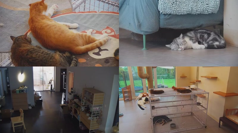 【2025-10-09 16点场】喵放送：喵放送☀️喵呜~