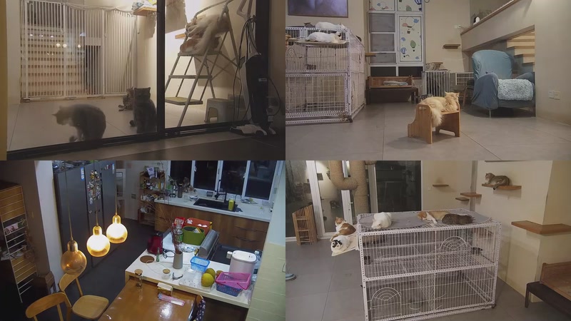 【2025-10-09 18点场】喵放送：喵放送☀️喵呜~