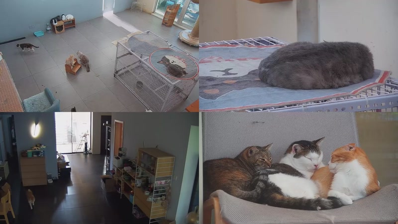 【2025-10-10 16点场】喵放送：喵放送☀️喵呜~