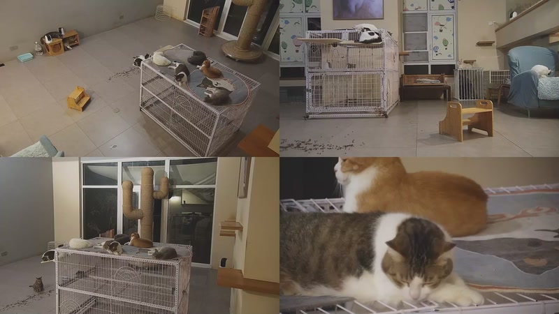 【2025-10-09 22点场】喵放送：喵放送☀️喵呜~