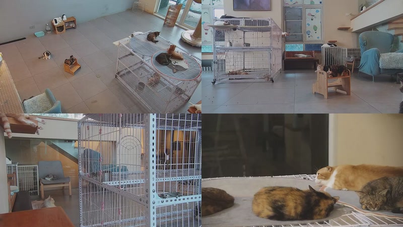 【2025-10-10 06点场】喵放送：喵放送☀️喵呜~