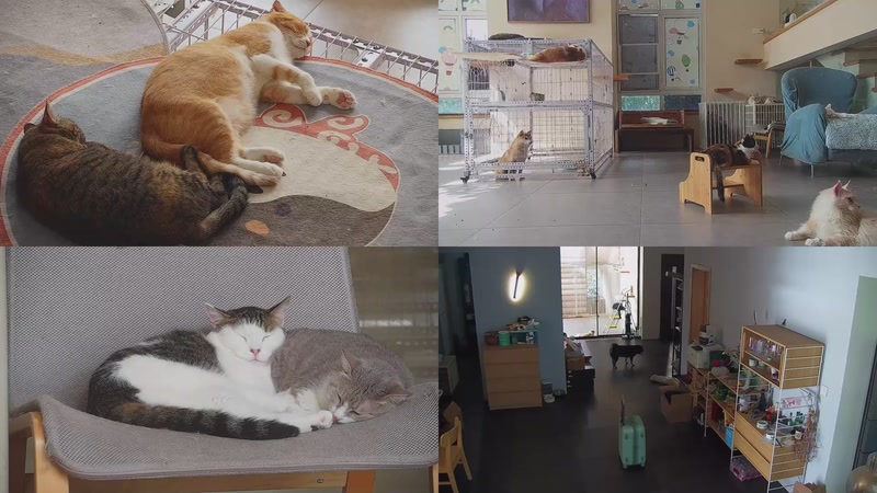 【2025-10-10 10点场】喵放送：喵放送☀️喵呜~