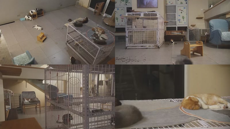 【2025-10-10 00点场】喵放送：喵放送☀️喵呜~